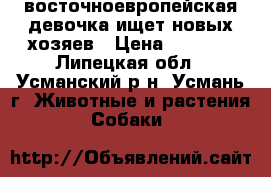 восточноевропейская девочка ищет новых хозяев › Цена ­ 3 000 - Липецкая обл., Усманский р-н, Усмань г. Животные и растения » Собаки   